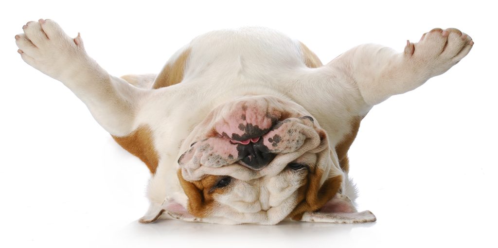 English Bulldog laying on his back