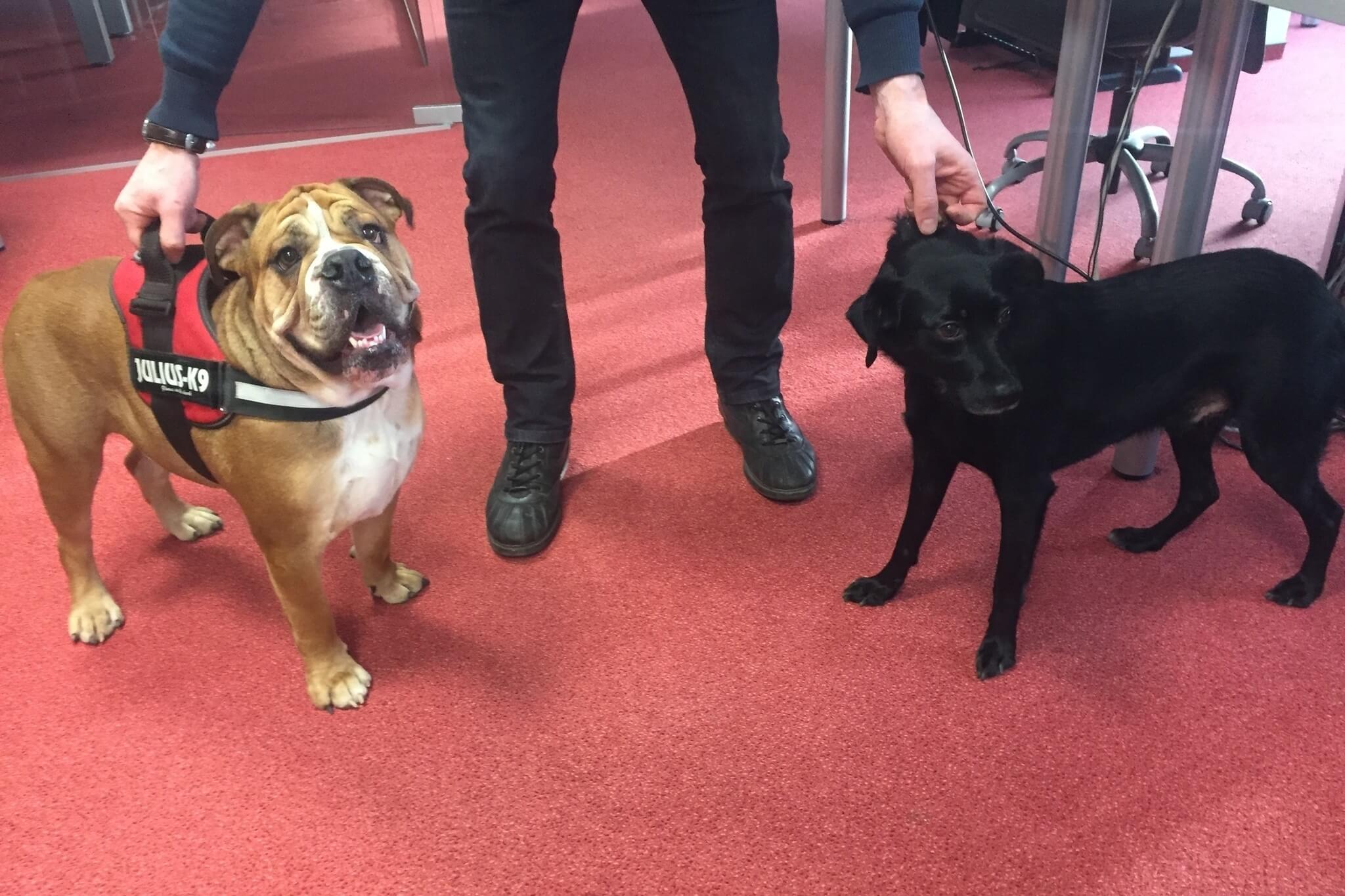 E-Bros dogs at the office